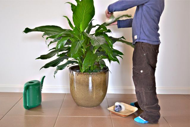 5 Montessori plant activities - great ideas here for Earth Day!