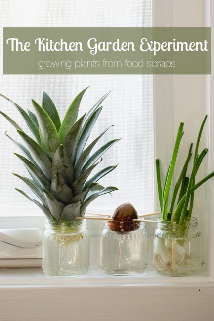 Grow a windowsill garden with your kids using food scraps (with a free printable)