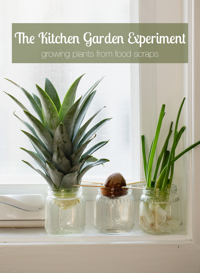Grow a windowsill garden with your kids using food scraps (with a free printable)