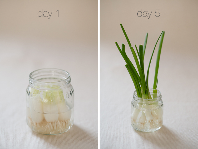 Kitchen Science Experiments: Growing Food from Food Scraps with Kids