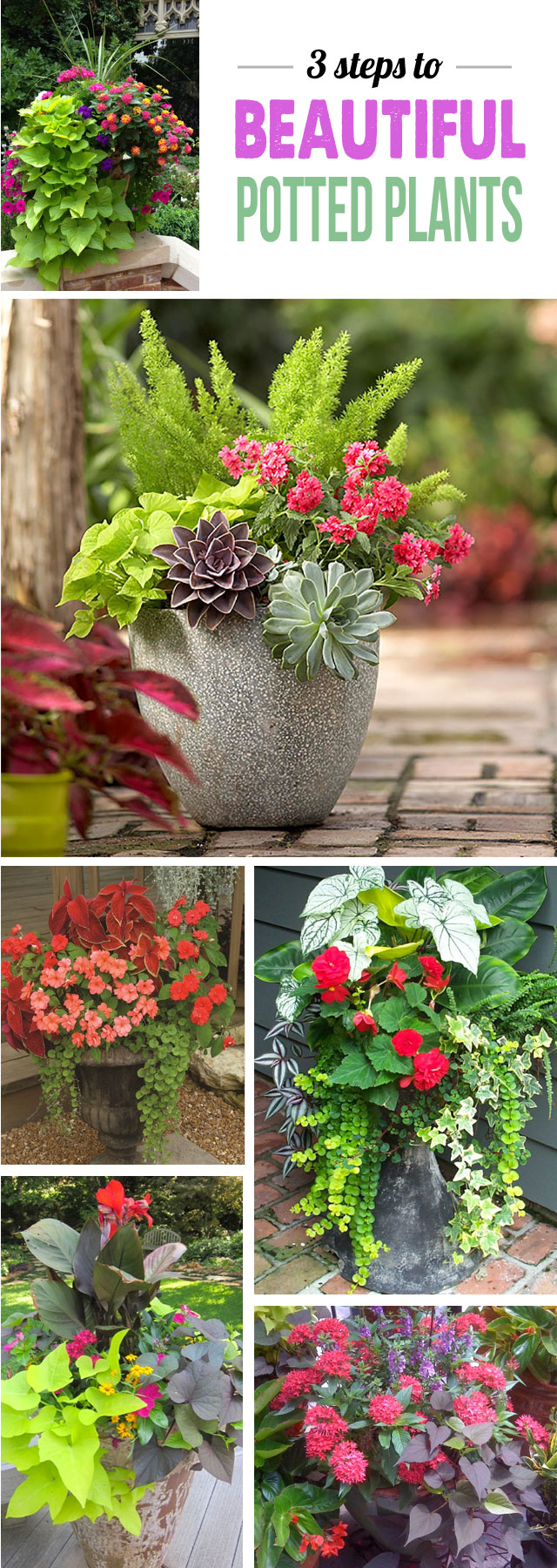 Great tips for making stunning potted plant arrangements - can't wait to add some color to my deck!
