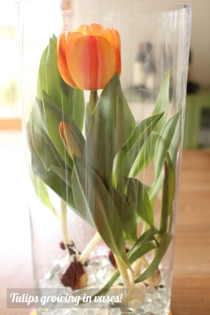 Growing tulip bulbs inside vases for Mother's Day - this is such a unique and beautiful way to give someone flowers - perfect for Mother's Day!